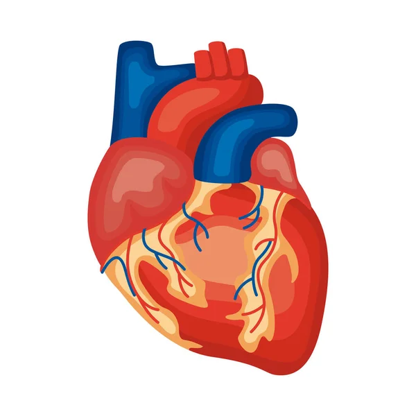 Organe cardiaque humain — Image vectorielle
