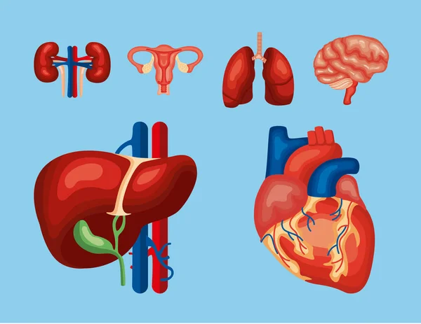 Six organes humains — Image vectorielle