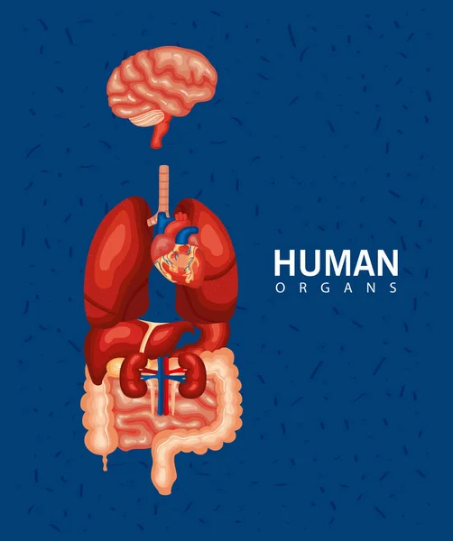 Órganos internos humanos — Vector de stock