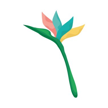 Helikonya renk yaprakları