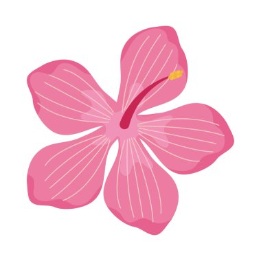 tropik pembe çiçek