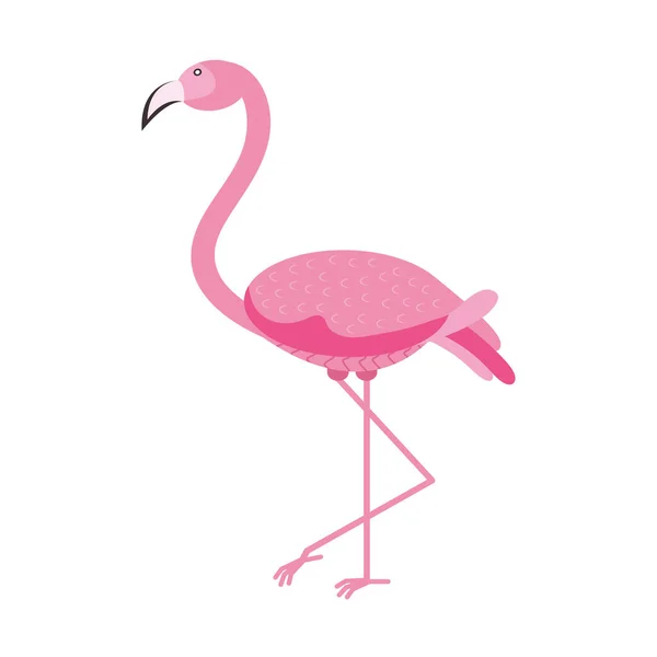 Rosa flamingo fågel — Stock vektor