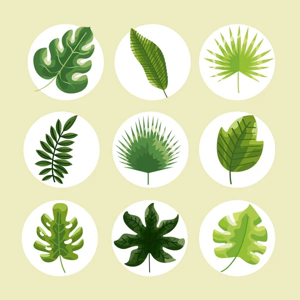 Nove foglie botaniche — Vettoriale Stock
