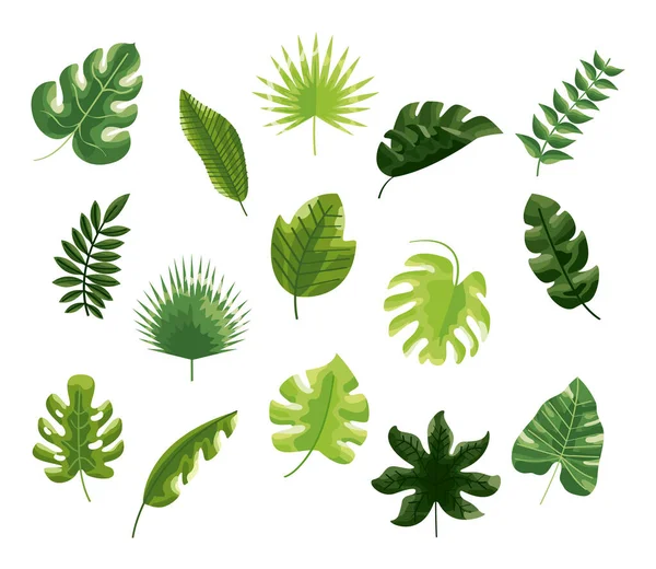 Fifteen botanical leafs — Stock Vector