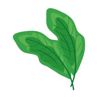 Kişniş yaprakları sebze