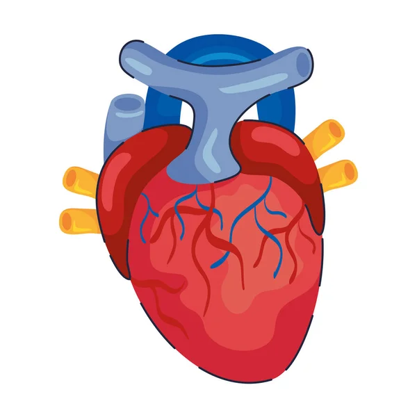 Organe cardiaque humain — Image vectorielle