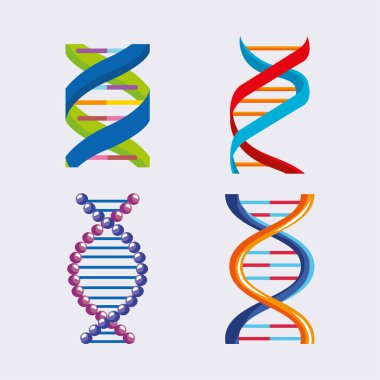 dört DNA molekülü