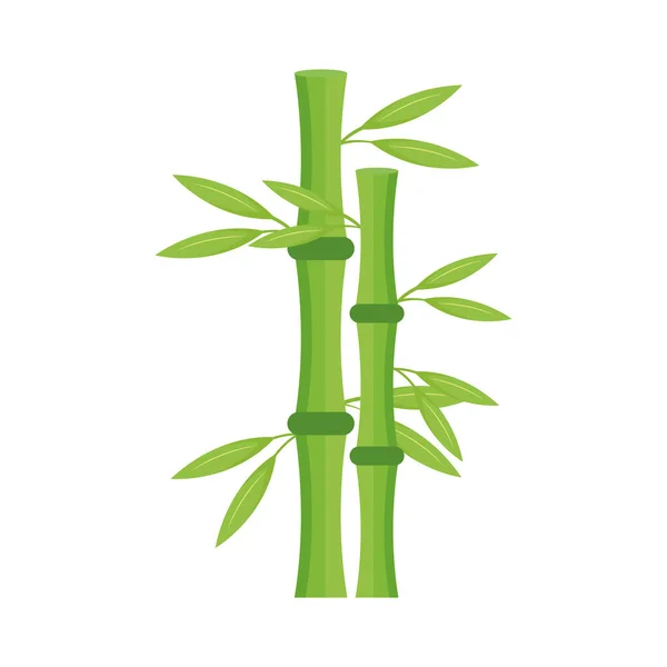 Naturaleza de la planta de bambú — Vector de stock