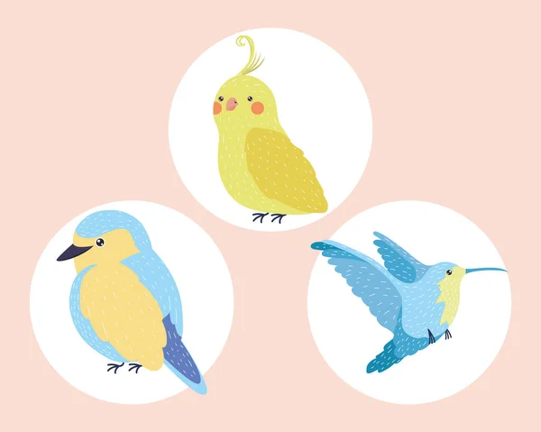 Oiseaux trois espèces — Image vectorielle