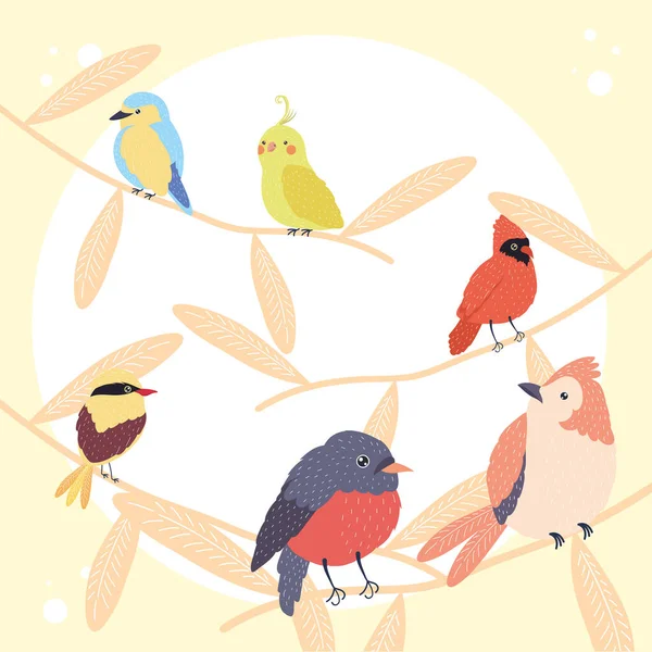 Cinco especies de aves — Archivo Imágenes Vectoriales