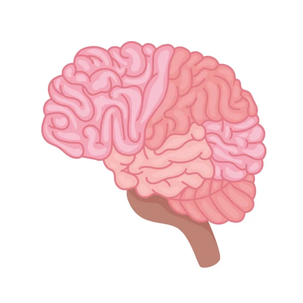 Icône du cerveau rose — Image vectorielle