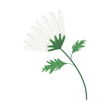 Şirin papatya çiçeği beyazı