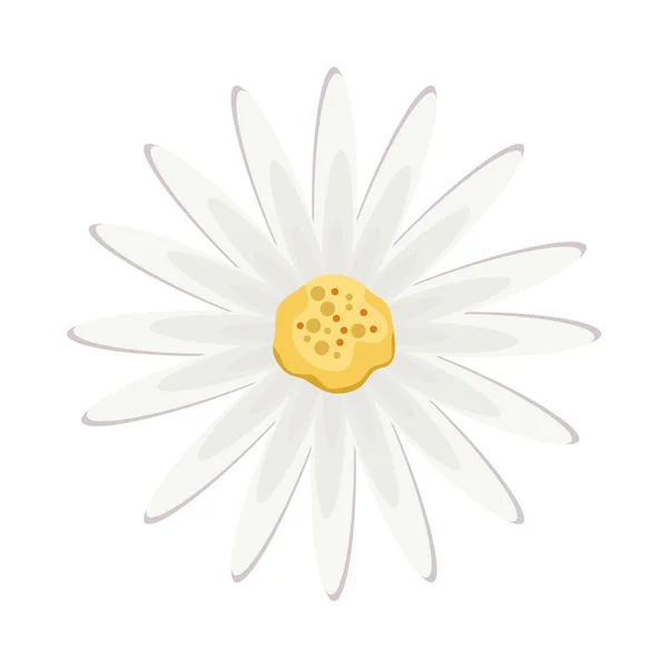 デイジーの花の植物 — ストックベクタ