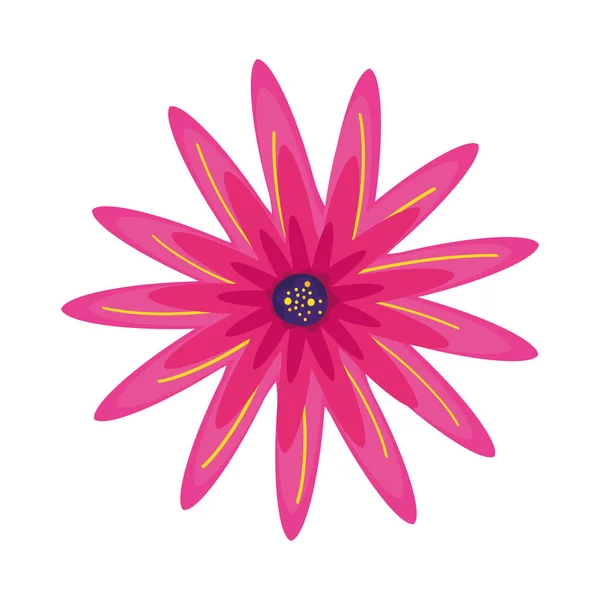 Flower plant of daisy — Stock Vector