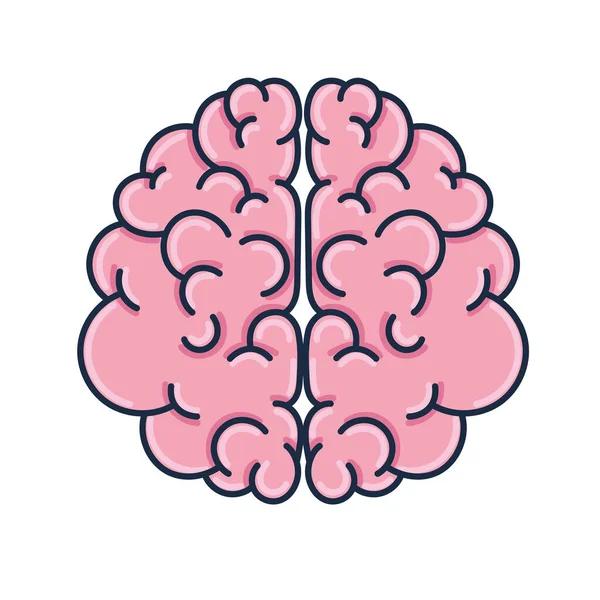 Mozkový lidský orgán — Stockový vektor