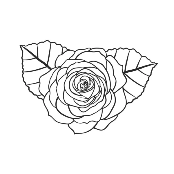 Rosa flor com folhas — Vetor de Stock