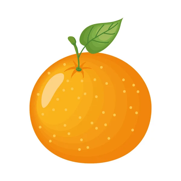 Fruta naranja aislada — Vector de stock