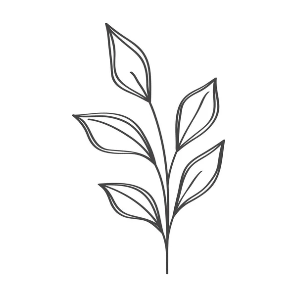 Branch and leaves laurel — 图库矢量图片