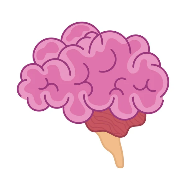 Pink brain of side — Stock Vector