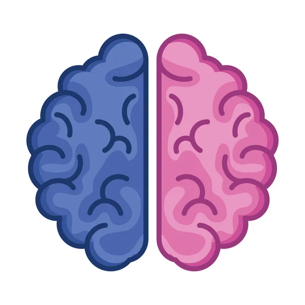 분홍색 과 파란색 뇌 — 스톡 벡터