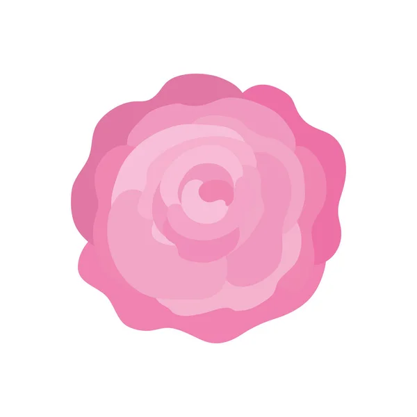 Roze roos bloem — Stockvector