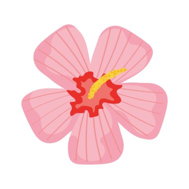 pembe nilüfer çiçeği