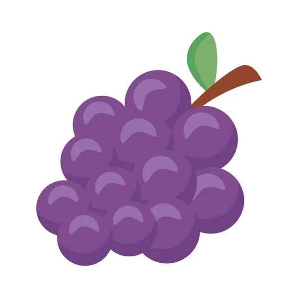 Druiven vers fruit — Stockvector