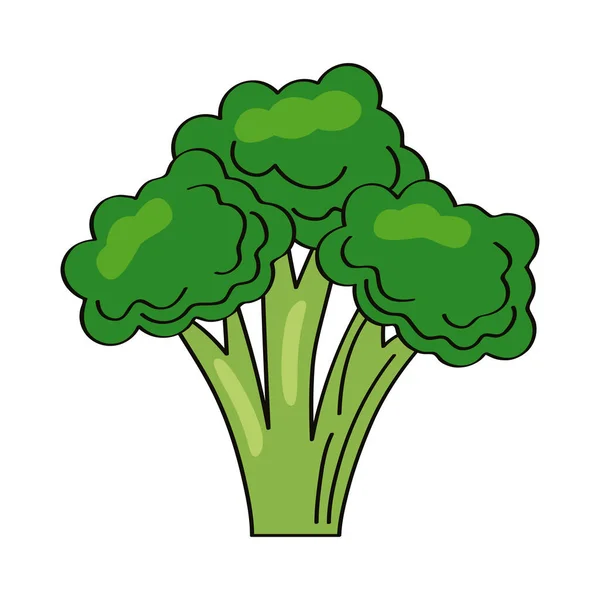 Brócoli fresco vegetal — Vector de stock