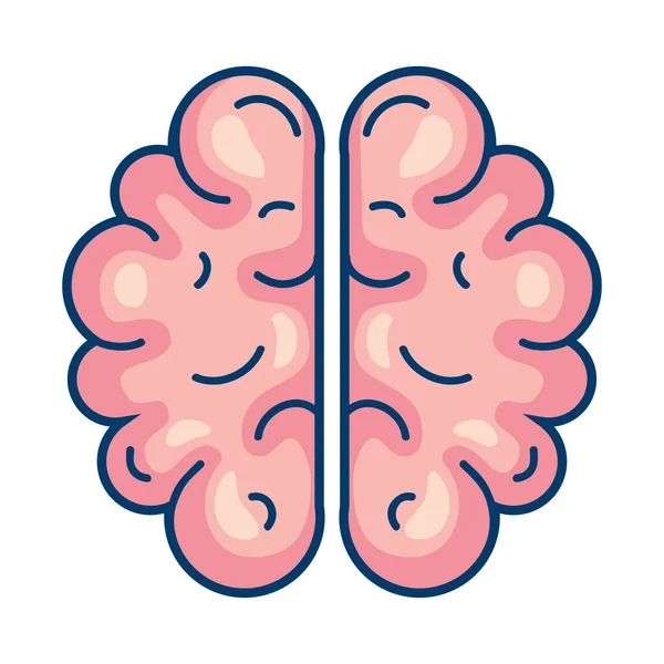 Órgano humano cerebral — Vector de stock