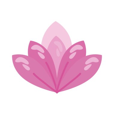 leylak nilüfer çiçeği