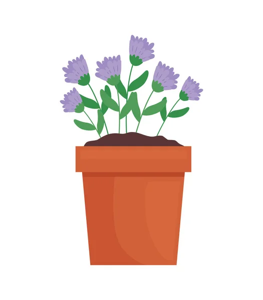 Zimmerpflanze mit fliederfarbenen Blüten — Stockvektor