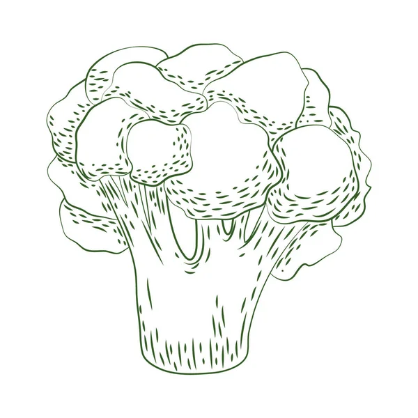 Čerstvá brokolice zelenina — Stockový vektor