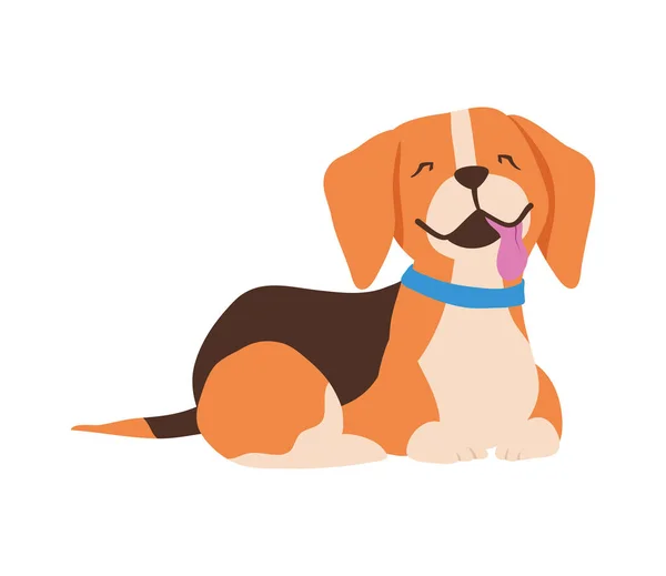 Cane della razza Beagle — Vettoriale Stock