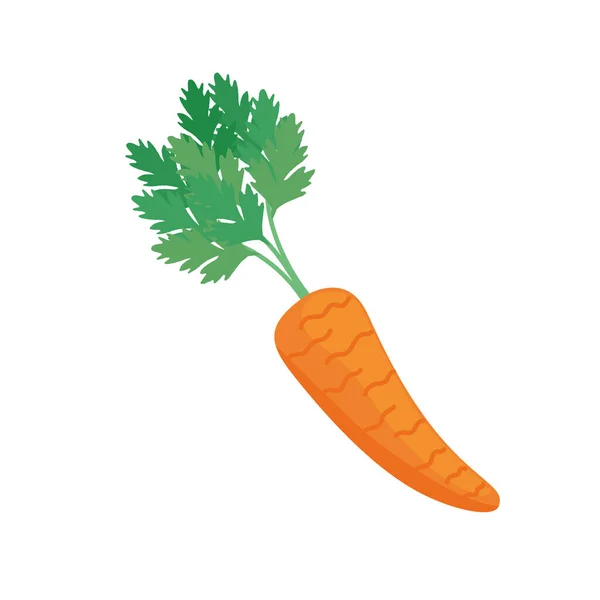 Isolated carrot vegetable — Stock Vector