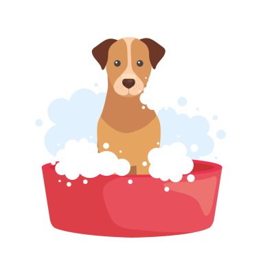 Köpüklü köpek yıkama