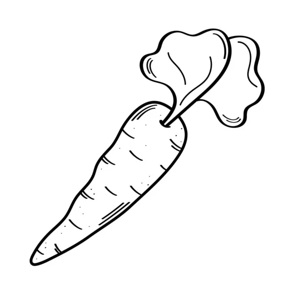 Изолированный морковный овощ — стоковый вектор