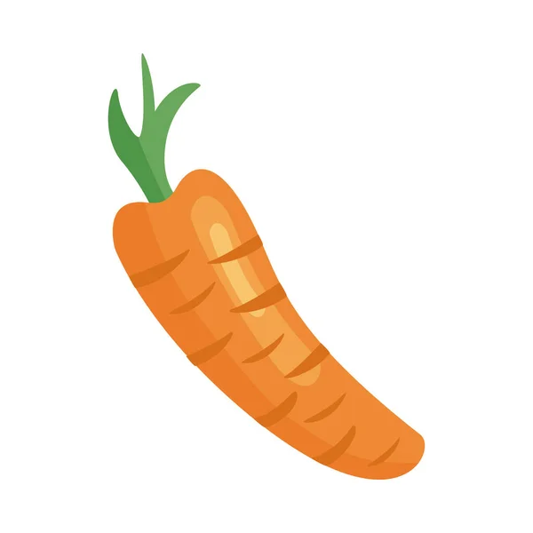 Cenoura vegetal fresco —  Vetores de Stock
