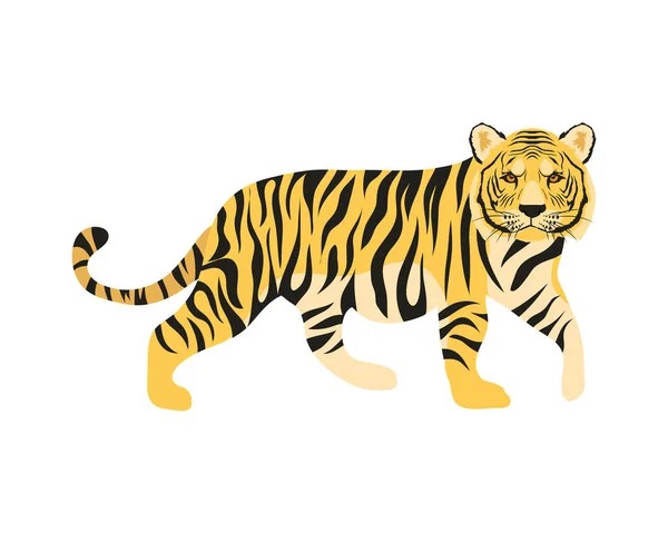Felino tigre de bengala —  Vetores de Stock