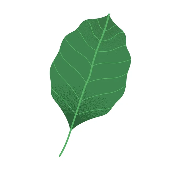 Listová rostlinná příroda — Stockový vektor