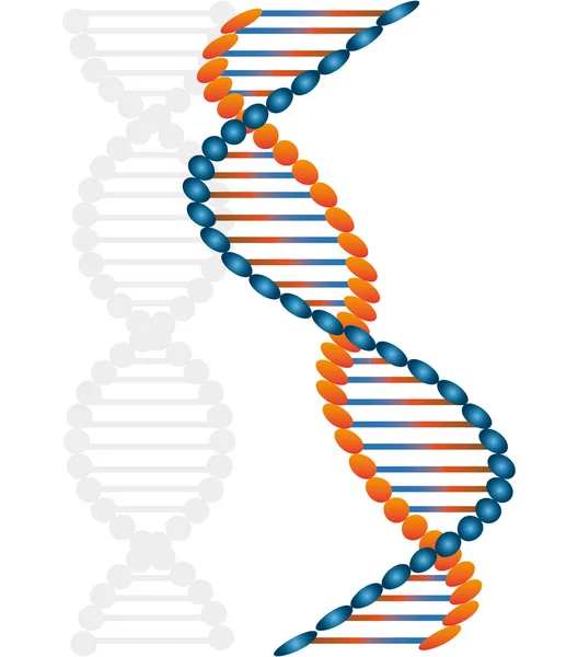 Disegno del DNA, illustrazione vettoriale . — Vettoriale Stock