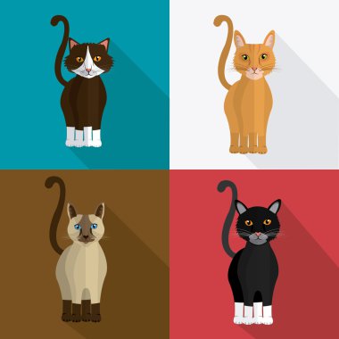 kedi tasarım.