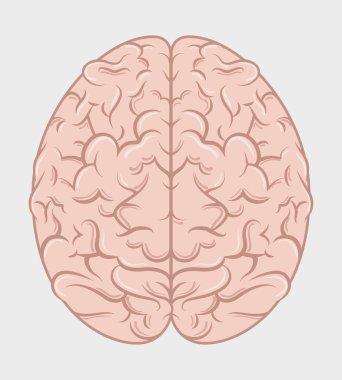 İnsan beyninin istihbarat 