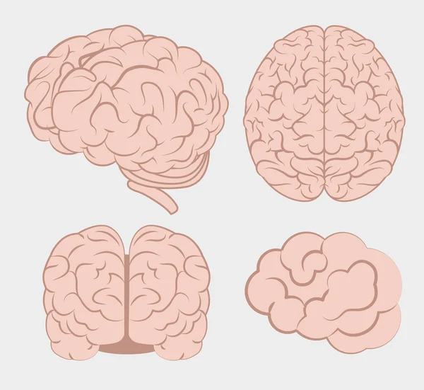 Intelligentie van het menselijk brein — Stockvector
