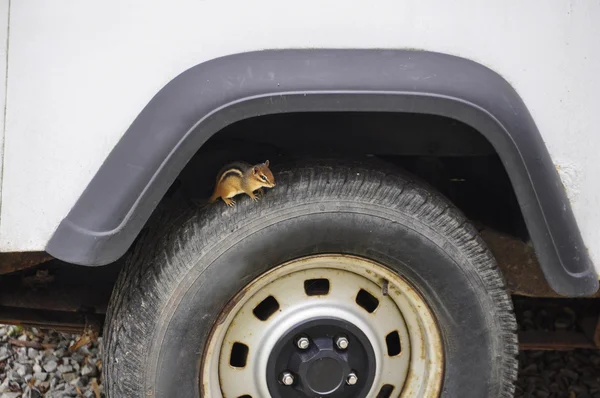 Squirrel on a Wheel — Stock Photo, Image