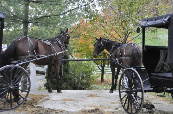 Amish Horses and Carriages — Stock Photo, Image