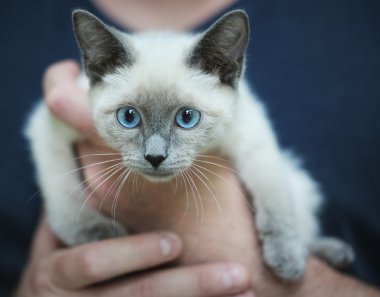 Siyam kedi yavrusu