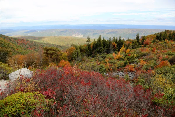Dolly Sods — Stock Photo, Image
