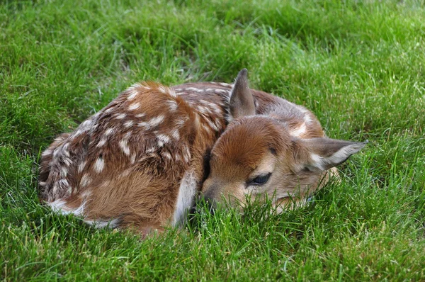 Fawn Resting — Stock Photo, Image