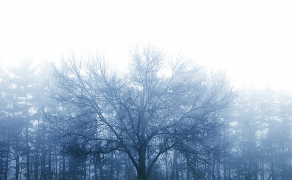 Large tree in front of smaller tree on misty evening