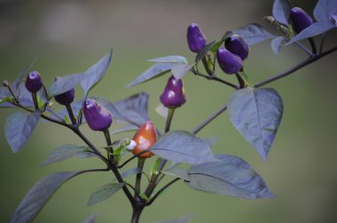 Noel ağacı süs biber bitki